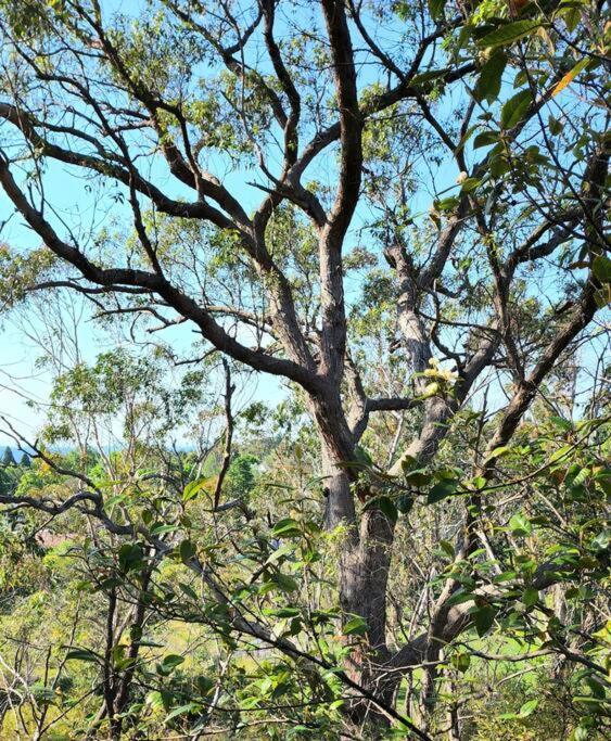 The Black Cockatoo - Secret Garden Treetops Home Katoomba Εξωτερικό φωτογραφία